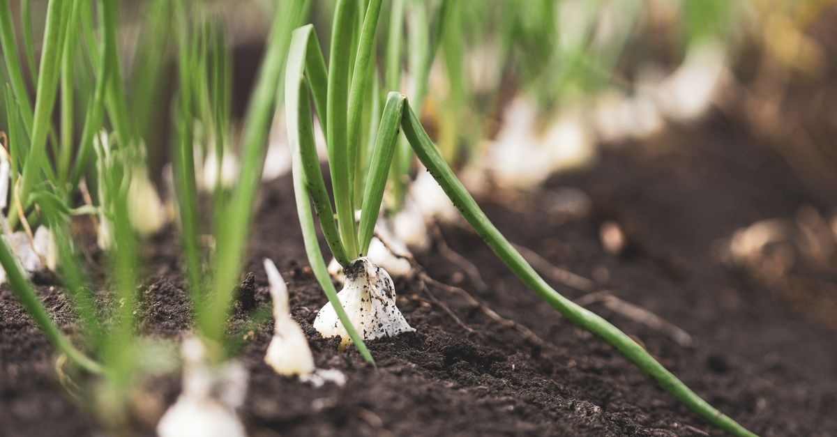 Zwiebeln richtig anbauen: Mit diesen Tipps gelingt die Ernte garantiert