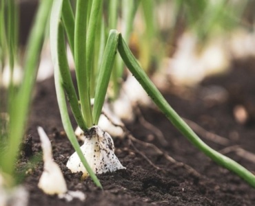 Zwiebeln richtig anbauen: Mit diesen Tipps gelingt die Ernte garantiert