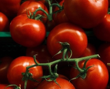 Tomaten richtig ausgeizen: So wachsen deine Pflanzen kräftig und tragen reichlich Früchte