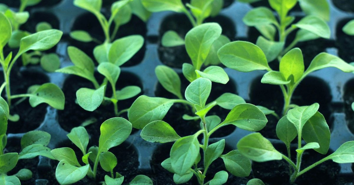Jungpflanzen richtig abhärten: So werden deine Setzlinge stark für Garten und Balkon