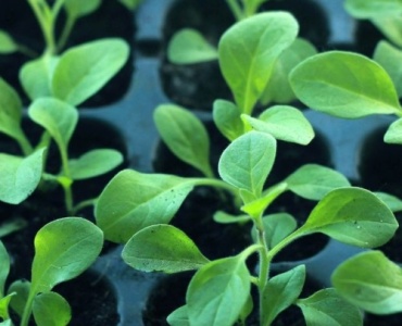 Jungpflanzen richtig abhärten: So werden deine Setzlinge stark für Garten und Balkon
