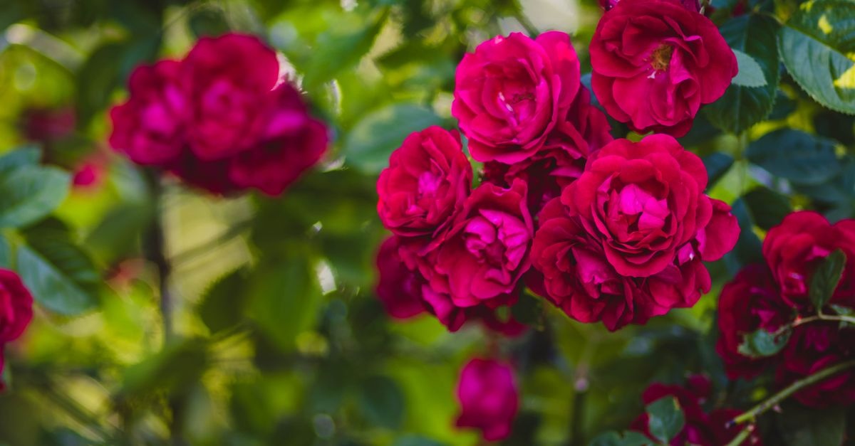 Rosen richtig düngen: So verwandeln Sie Ihren Garten in ein blühendes Paradies