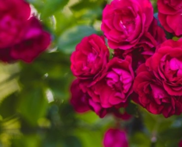 Rosen richtig düngen: So verwandeln Sie Ihren Garten in ein blühendes Paradies