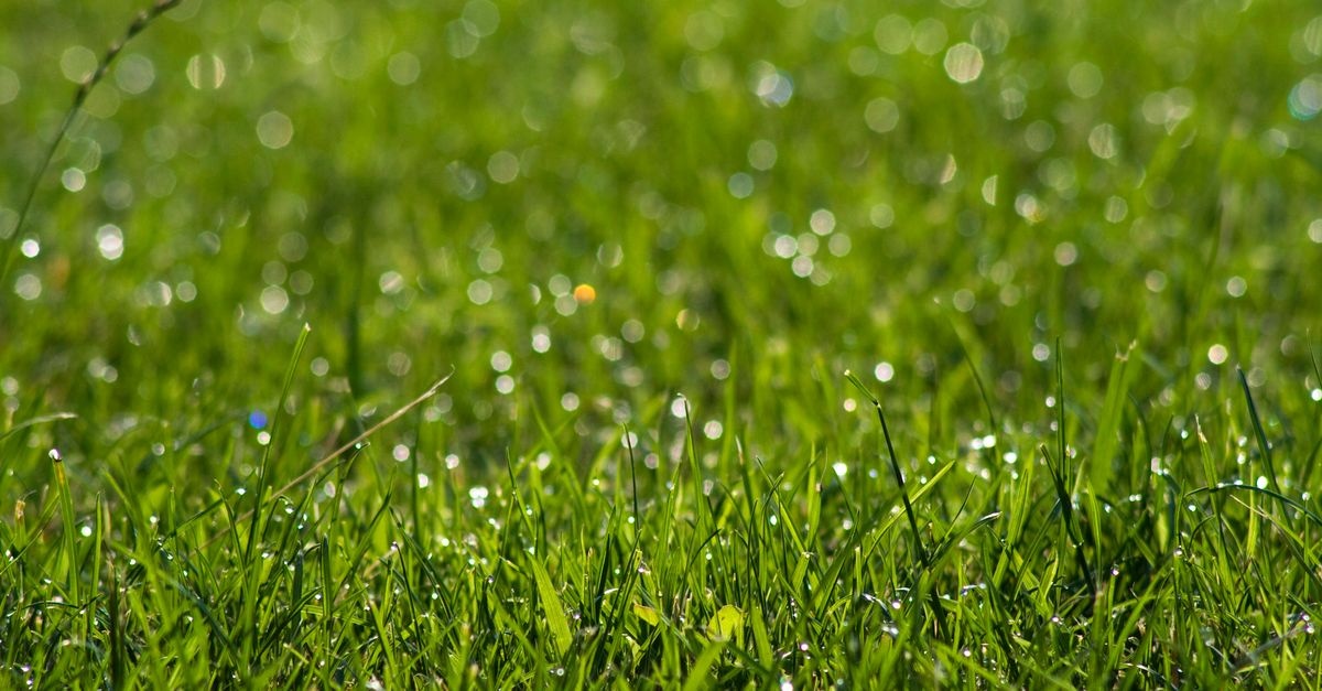 Rasen richtig bewässern: So bleibt Ihr Grün den ganzen Sommer über frisch und kräftig