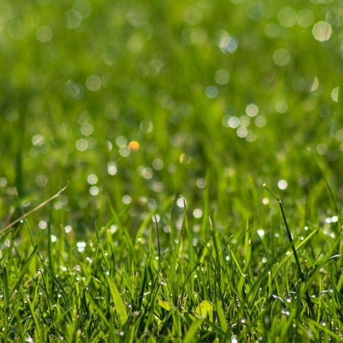 Rasen richtig bewässern: So bleibt Ihr Grün den ganzen Sommer über frisch und kräftig