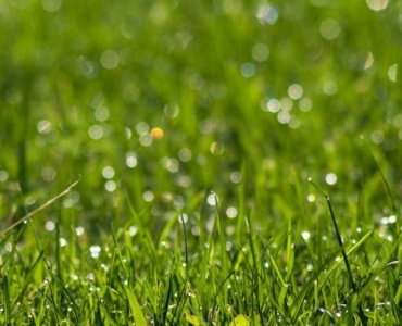 Rasen richtig bewässern: So bleibt Ihr Grün den ganzen Sommer über frisch und kräftig