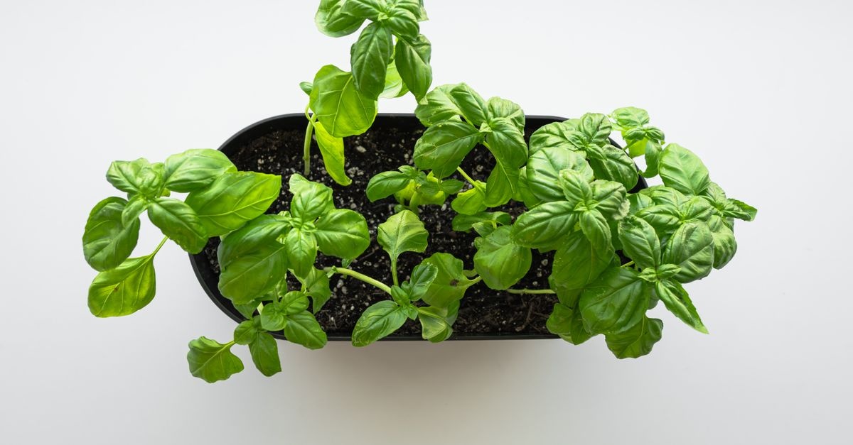 Dein kleiner Kräutergarten auf dem Balkon: Frische Aromen direkt vor der Tür