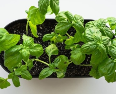 Dein kleiner Kräutergarten auf dem Balkon: Frische Aromen direkt vor der Tür