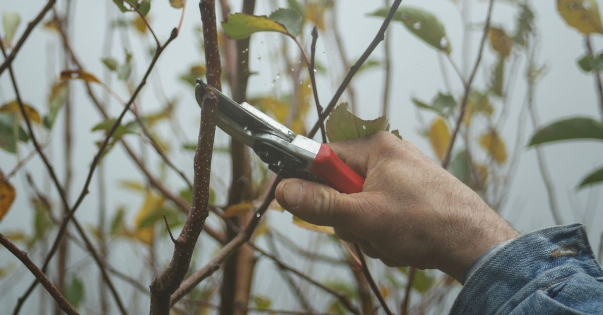 Jungen Obstbaum richtig schneiden: Der einfache Schnitt für kräftiges Wachstum und reiche Ernte
