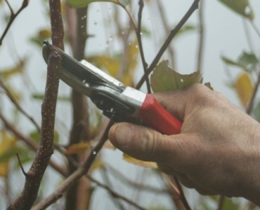 Jungen Obstbaum richtig schneiden: Der einfache Schnitt für kräftiges Wachstum und reiche Ernte