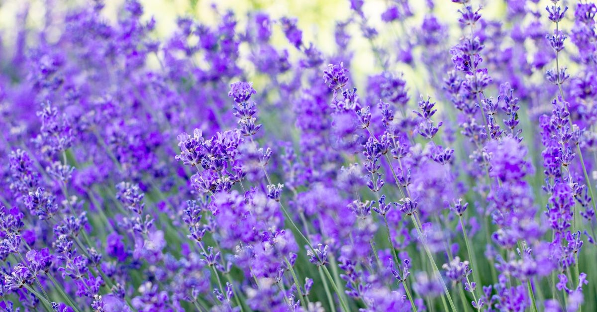 Lavendel richtig pflanzen: So verwandeln Sie Ihren Garten in ein duftendes Blütenparadies