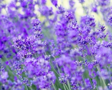 Lavendel richtig pflanzen: So verwandeln Sie Ihren Garten in ein duftendes Blütenparadies